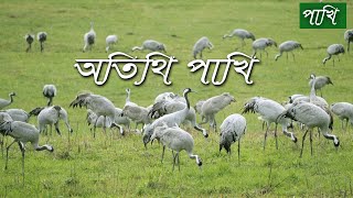 অতিথি পাখি সম্পর্কে জানা অজানা তথ্য | Migratory bird | অতিথি পাখি | Bivinno Bissoy Totho