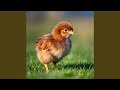 Small Chicken