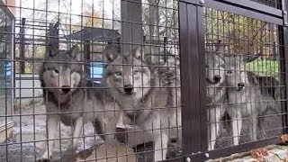 忙しそうなオオカミたち~Wolf Pack