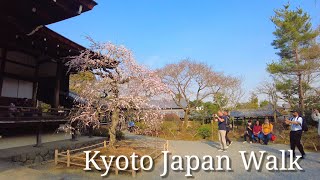 Kyoto  Japan walk! /Tenryu-ji Temple Garden-River side /March 8 2023