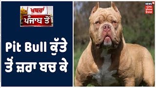 Pit Bull ਕੁੱਤੇ ਤੋਂ ਜ਼ਰਾ ਬਚ ਕੇ  ,Pit Bull ਕੁੱਤੇ ਦੇ ਕਾਬੂ ਆਇਆ ਇੱਕ ਨੌਜਵਾਨ। Khabra Punjab Toh