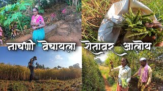 नाचणी वेचायला गावठणावर गेलो - आमची भातकापणी संपली 🌾 Ragi Harvesting - Nivali, Sangameshwar (Konkan)