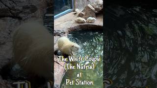 The White Coypu(Nutria) 🐁 at Kannur Pet station #shortsvideo #petstationkannur