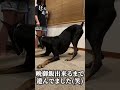 捕まえる事ができない獲物を追い続けるドーベルマン