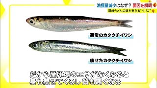 讃岐うどんに欠かせない「イリコ」不漁の原因は？　“２つの要因”が明らかに【香川】 (23/06/12 18:00)