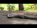 huge python swallows ‘goat’ odisha otv news