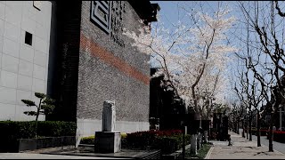 Cherry blossoms in Shanghai's Jinqiao Biyun Area (金桥 碧云)   |  DJI FPV Drone