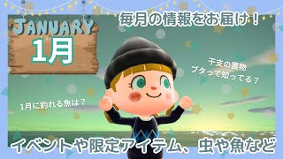 【あつ森】1月について〜イベントや限定アイテム、虫や魚など説明します〜