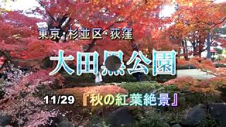 『★秋の紅葉絶景／荻窪・大田黒公園』日本庭園・情景映像 ~