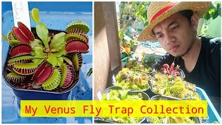 Koleksi Tanaman Karnivora Venus Fly Trap Eganandur (My Collection Venus Fly Trap)