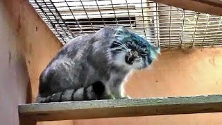 威嚇し合うマヌルネコ「グルーシャ＆ロータス」（埼玉県こども動物自然公園）③ Pallas's Cat Brothers