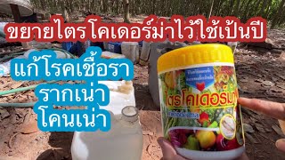 ขยายเชื้อไตรโคเดอร์ม่า ให้ใช้ได้ตลอดทั้งปี