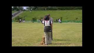 Norfolk Terrier 来 2012 神奈川ブロック訓練競技会 CD１ 初等科