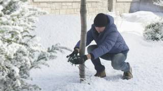How to Wrap an Outdoor Tree in Christmas Lights (5 steps)
