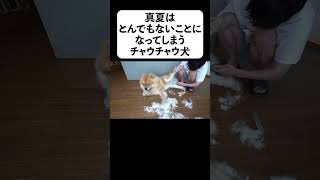 真夏はとんでもないことになってしまうチャウチャウ犬