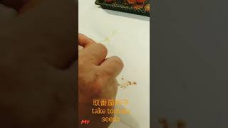 怎样留番茄种子 how to collect tomato seeds #shorts