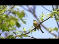 アオジblack faced bunting 囀りsong