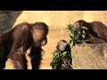 わがままなチェリアに優しいジュリーさん　spoiled ceria and gentle julie 　オランウータン　多摩動物公園