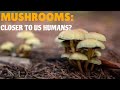 Mushrooms | Closer to Humans Than Plants!