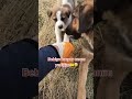 anne köpek beni yavrusundan koruyor 🥰🥰 shortvideo hayvanlarıkoruyalım shorts