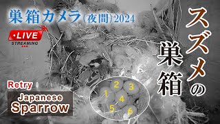 【夜間】 産卵6日目 抱卵1日目 🥚×6 スズメの巣箱 巣箱カメラ 野鳥 Sparrow Nest Box Live Camera 2024/06/11(夜)～06/12(朝)