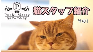 【猫カフェ】猫スタッフ紹介その1【ぷちまりー】