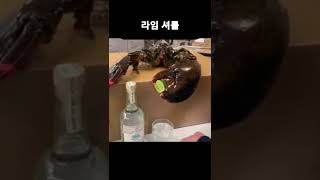 저 랍스터 라임 짜고 또 짠거