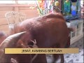 AWANI - Pahang: Jebat, kambing bertuah