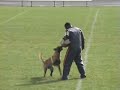 amazing courage test malinois