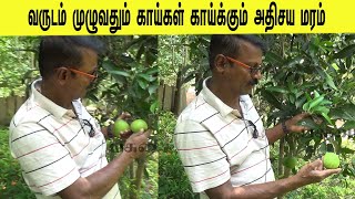 வருடம் முழுவதும் மகசூல் தரும் அதிசய மரம் /A miracle tree that yields all year round