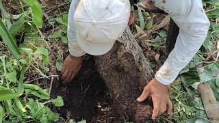 Coringa Agrofloresta: A cobertura retém a umidade no solo?