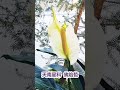 驚見！5 倍大｜巨無霸白鶴芋｜直徑超過1公尺