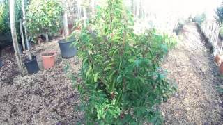 Big Plant Nursery - Prunus lusitanica (Portugal Laurel)