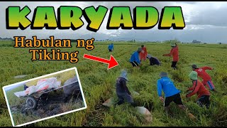 Karyada ng Palay at Panghuhuli ng tikling(grabe ang habolan nila🤣🤣) OR. MINDORO