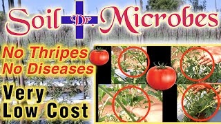 Tomato🍅Disease Controlled || Farmer is Happy and Satisified|| MMB Bio Agri