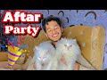 Aftari With cute Cats 🤩😍|| Frnd party||