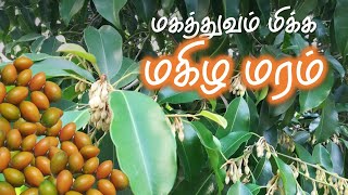 மகத்துவம் மிக்க மகிழ மரம் | Bakula Tree or Magizha maram | Mimusops elenji