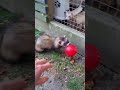 Tiny Ferret Playing with Ball #adorablepets