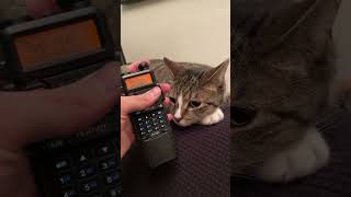 Did NYPD Radios Get Encrypted in 2023?