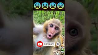 Baby Monkey Sounds Cute Video 😫|#shorts #viral