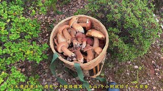 小伙上山采蘑菇，无意间发现超级菌窝，2个小时就捡满了一大背篓