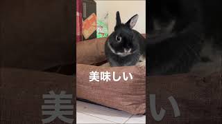 おやつのために一生懸命なうさぎがかわいい　#short