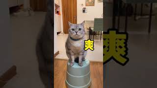 【麻蛋和丑丑】这是一只奇怪的小猫咪 #猫咪的迷惑行为