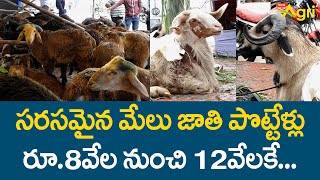 Sheep Sale in Jiyaguda Bakra Mandi | మేలు జాతి పొట్టేళ్ళు 8వేలు-12వేలకే..! Bakrid 2022 | Tone Agri