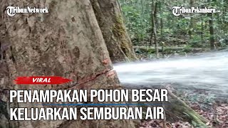 Video Viral Pohon Besar Keluarkan Semburan Air saat akan Ditebang