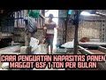 Kapasitas Panen Maggot BSF 1 Ton per bulan | Mengatur kapasitas panen maggot bsf target bulanan