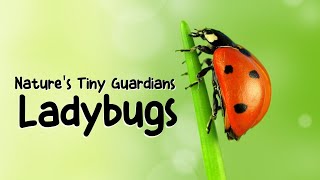 The Ladybug | Kids educational video