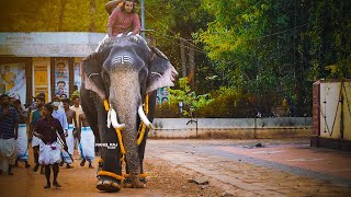 ആരും നോക്കിനിന്നു പോകും നന്ദന്റെ ഈ അണിഞ്ഞൊരുങ്ങിയുള്ള വരവ് | Panakkal Nandanan Elephant Royal Entry