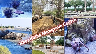 Khor Kalba Mangrove Centre Sharjah | khor Kalba Mangrove Sharjah | Kalba Sharjah Tourist Attractions