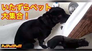 【撃カワ！】悪いことして怒られてシュンってなる犬特集！めっちゃかわいい！（字幕なし）